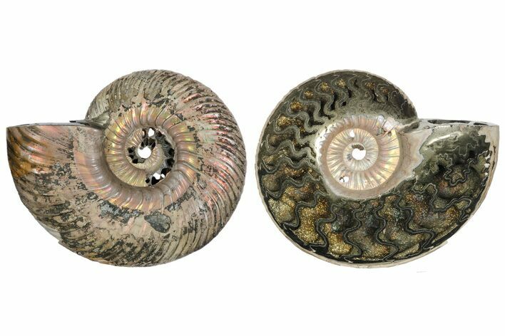 One Side Polished, Pyritized Fossil Ammonite - Russia #174998